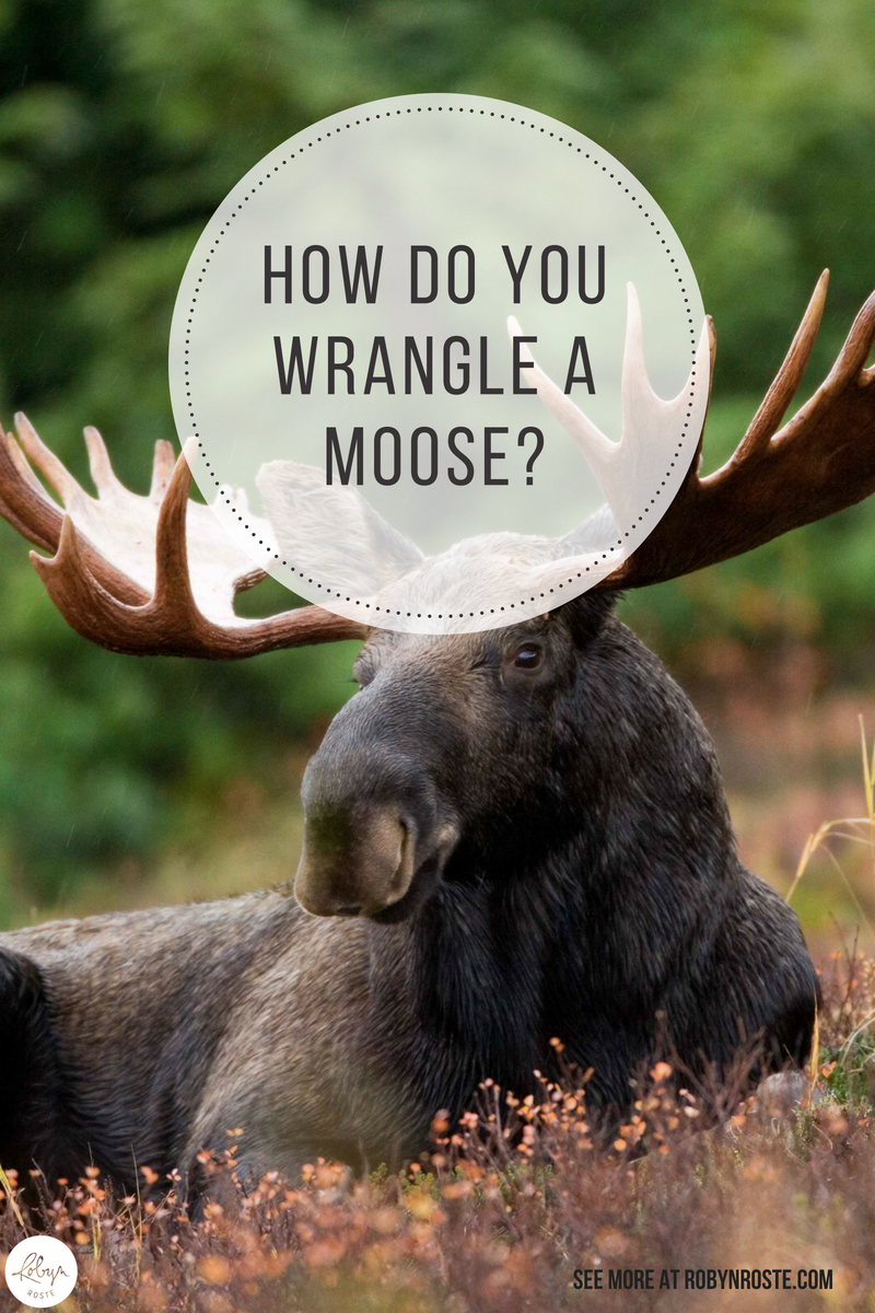 How do you wrangle a moose? First of all, we need a good definition of wrangle. Options: brawl, quarrel; dispute, herd, haggle; bargain. Thoughts?