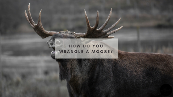 How do you wrangle a moose