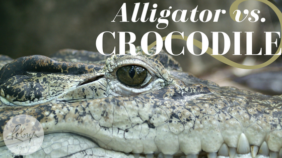Gator vs. Croc
