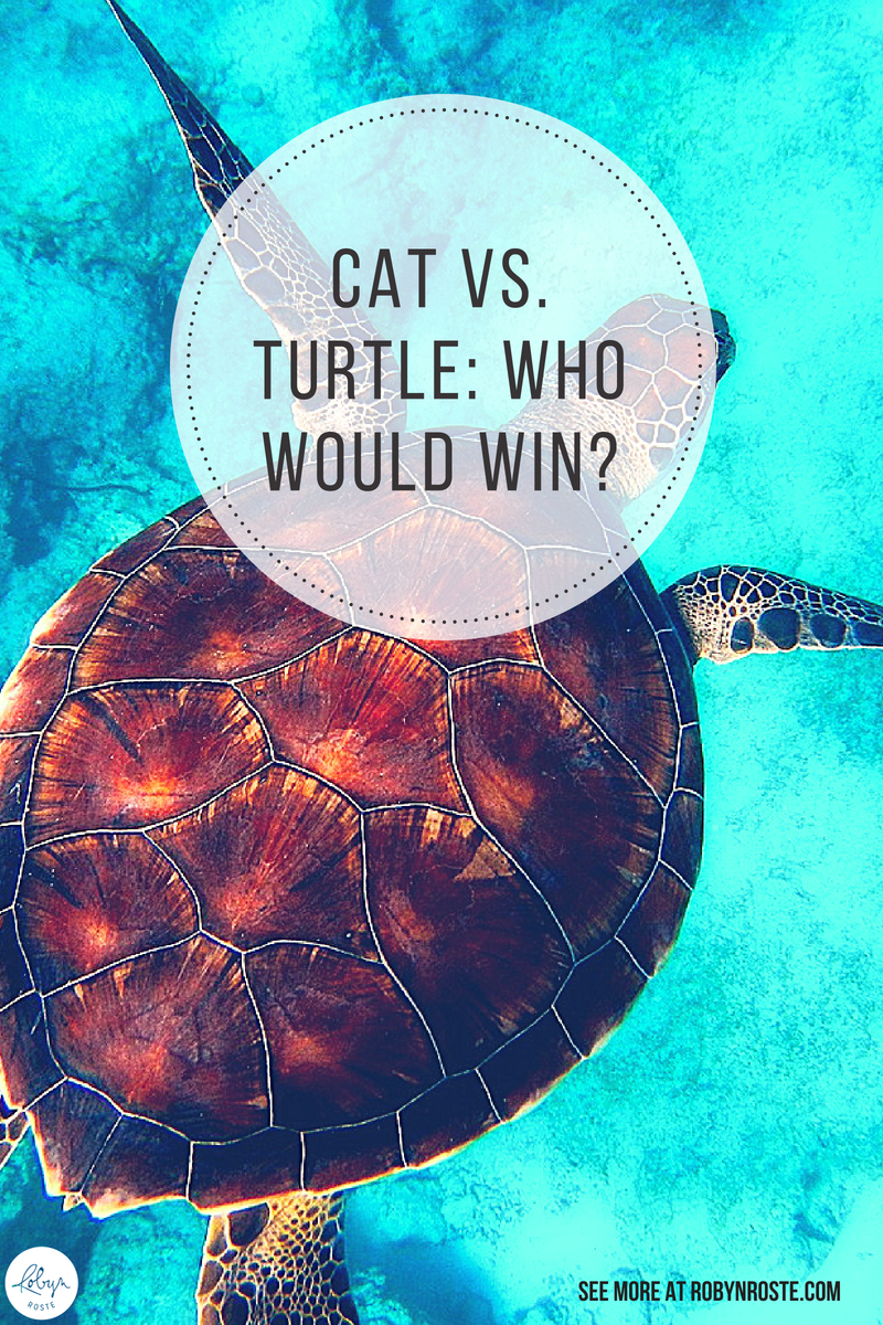I'm excited about this battle but I need to be careful not to overthink it. So with cat vs. turtle I think I should just make a couple lists.