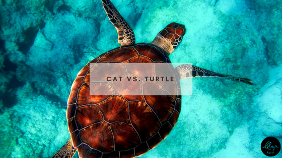 Cat vs. Turtle