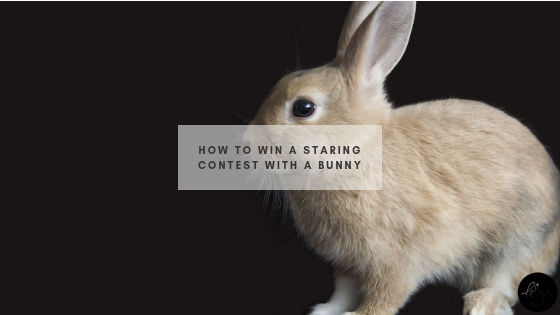 How to Win a Staring Contest with a Bunny Header