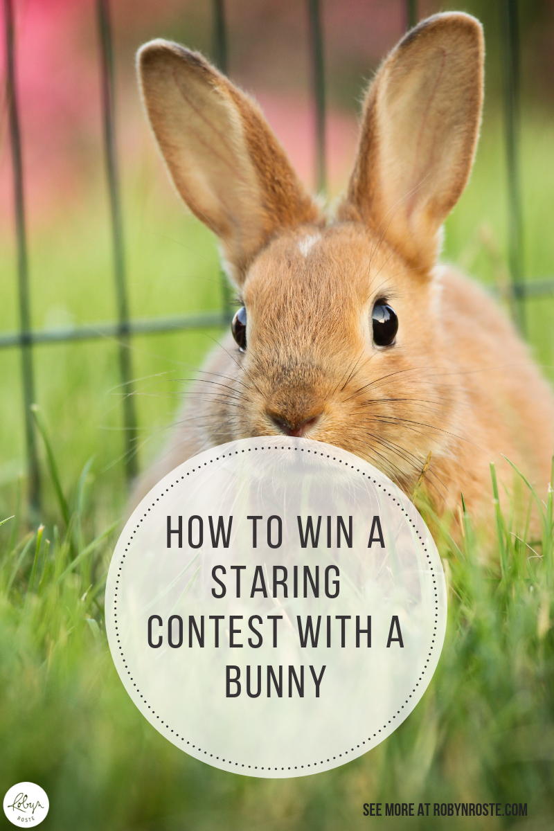 Have you ever had a staring contest? With a bunny? Have you ever wondered how on earth you win a staring contest with a bunny? Well wonder no more.