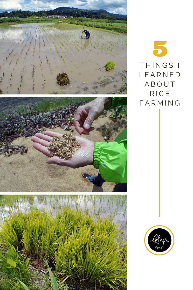 rice farming in abbotsford