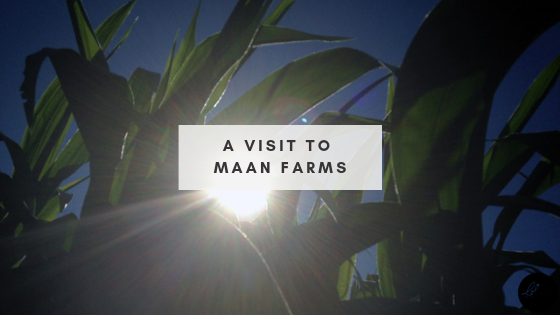 A Visit to Maan Farms