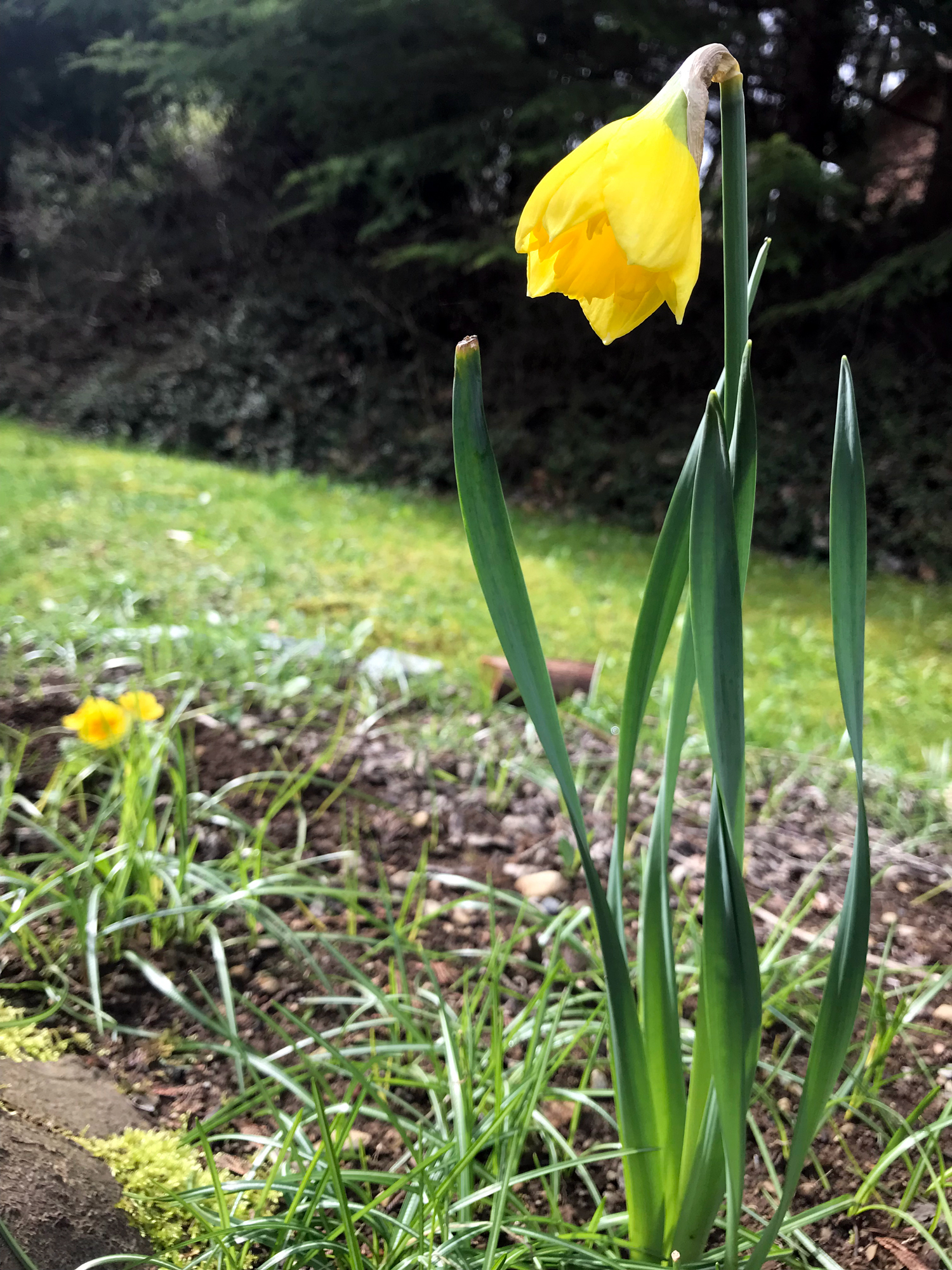 April Flowers Daffodil