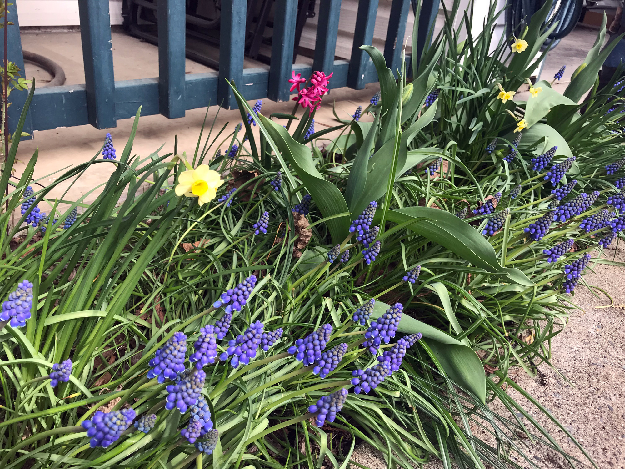 April Flowers Hyacinth