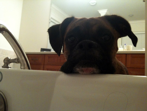 Kali the boxer